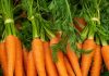 congeler des carottes