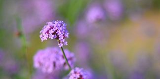 verveine verbena officinalis