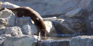 loutre au zoo de la garenne