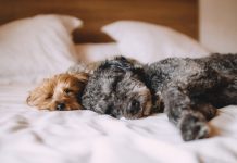 garde d'animaux de compagnie entre particuliers