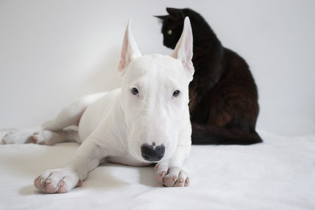 chat et chien