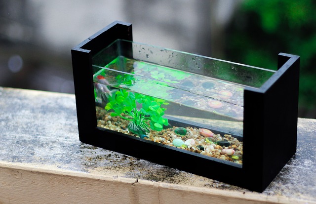 nettoyer un aquarium