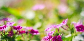 plantes aromatiques indispensables pour un jardin parfumé