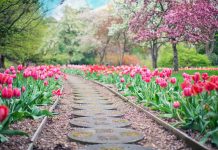 Comment bien s’occuper de son jardin tout au long de l’année