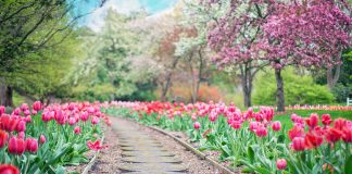 Comment bien s’occuper de son jardin tout au long de l’année