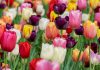 Planter des tulipes